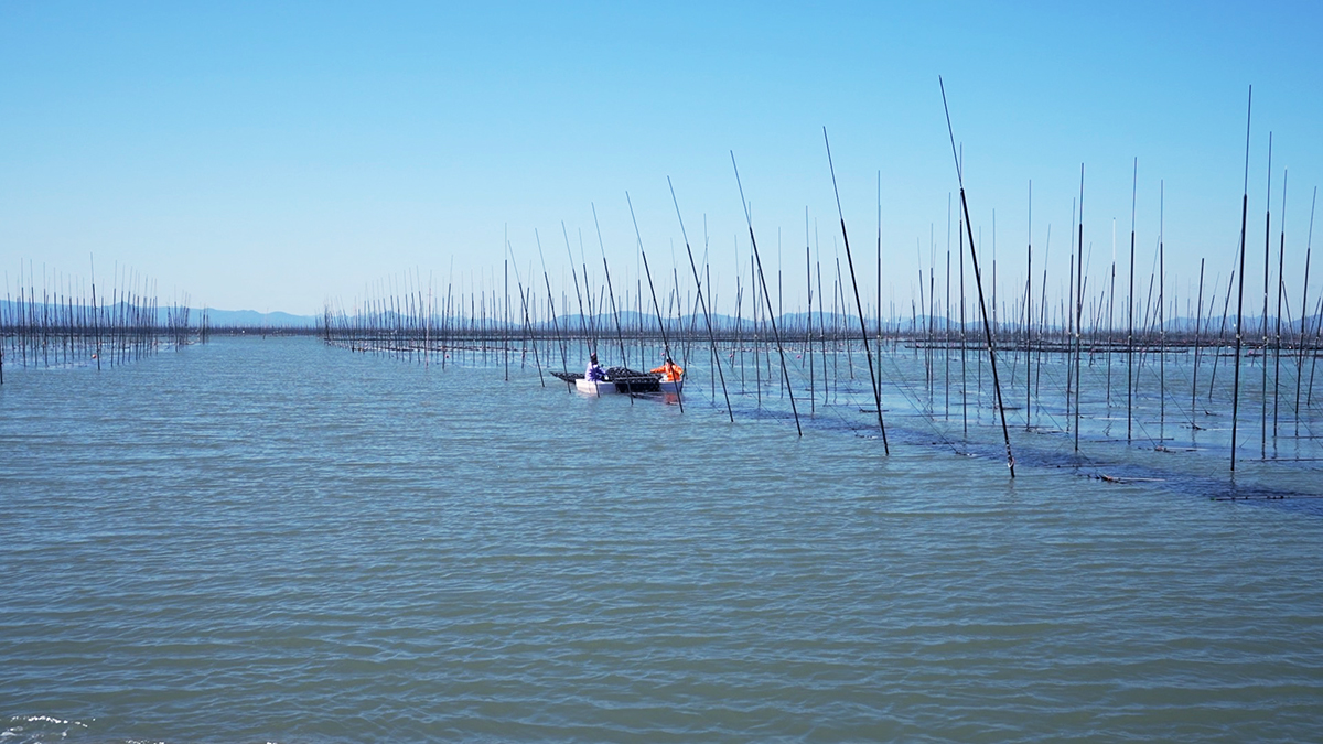 プロが選ぶ海苔